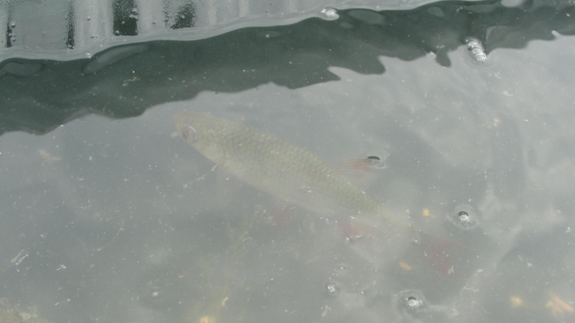 Balta LAZAR Alexandria  15 - 16 aug. - dsc01500.JPG